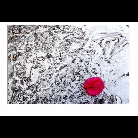 Floral Abstract Photography Print - Picture 1 of 4